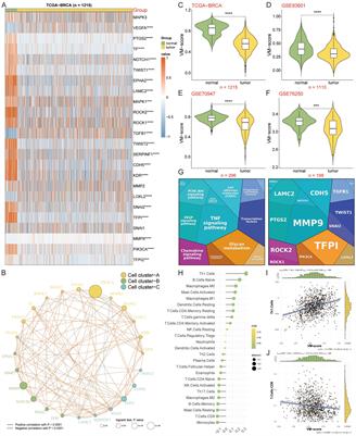 Deciphering breast cancer prognosis: a novel machine learning-driven model for vascular mimicry signature prediction